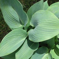 Hosta 'Halcyon'